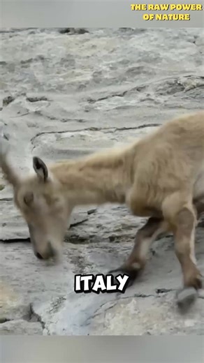 Ibex Goat - Climbing Champions #wildlife #lovely #power #nature #fb #shorts #collector #reel #Amazing #forest #animal #bird 147A1 | Erfan | Facebook