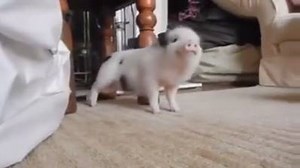 269K views · 8.9K reactions | when you beat your high score in STACK  | Ketchapp | Facebook