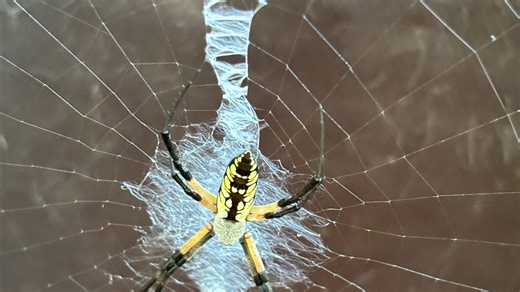 How these huge black and yellow spiders in your garden can teach kids about nature