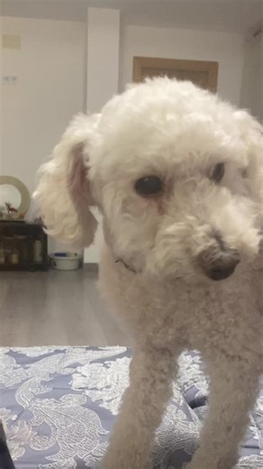 Videos de la rumana 🫥 (@la.lulu_16) con “Sigma - 𝟒𝟒𝟒 ✞”