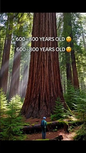 The Tallest Tree in the World 😳🌲