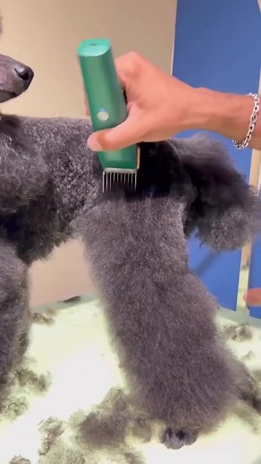 Poodle Grooming Tips with Andis Pulse ZR ll & Vida | Dog Grooming
