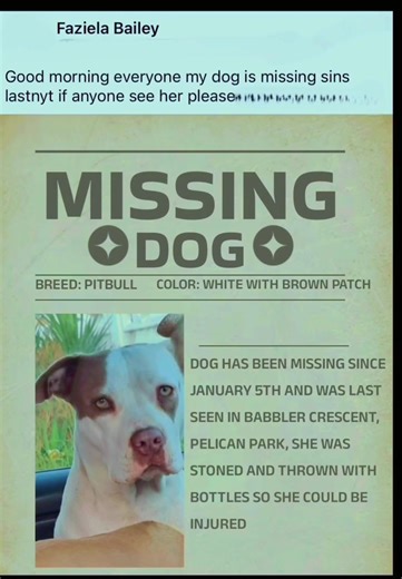 Lost and Found Dogs in Cape Town: Daily News Updates