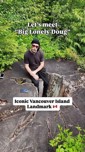 🌲📸 Visiting Big Lonely Doug — A Vancouver Island Icon 🌲✨ Standing alone in the heart of the Gordon River Valley, Big Lonely Doug isn’t just a tree — it’s a symbol. A monument to what once was, and a reminder of what we still have left to protect. Captured through @dougclementphotography lens, this massive Douglas fir, standing over 230 feet tall and estimated to be more than 1,000 years old, towers above a clear-cut landscape. It’s one of the last giants of its kind — a single survivor repres
