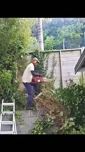 Cutting Down Tall Trees Massive Change #TreeCutting #Trending #GardenCare | Lawn care