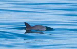 Preventing the extinction of the vaquita - EIA