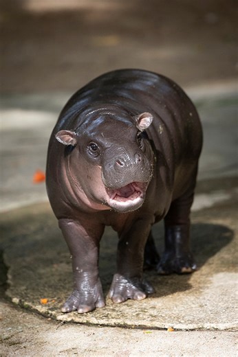 Moo Deng's zoo responds to concerns over pygmy hippo's sad habitat