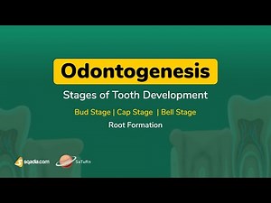 Odontogenesis | Odontogenesis