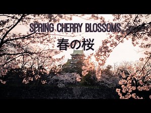 Japanese Haiku/Haibun and Music "Spring Cherry Blossoms" #poetry #music #beauty #Sakura #relaxation