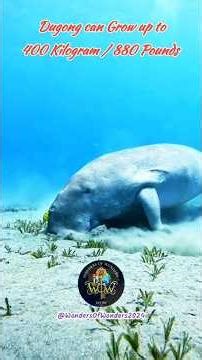 ✨‼️The Elusive Dugong‼️✨ | ✨‼️Sea Cow; A Herbivore Marine Mammal‼️✨