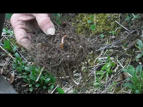 How To Plant Astilbe Flower Roots, Astilbe Flowers
