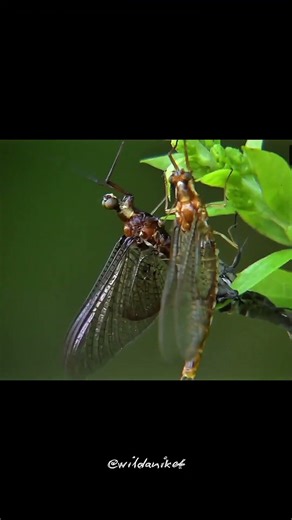 The 24 Hour Life Cycle of a Mayfly #ytshorts #animals