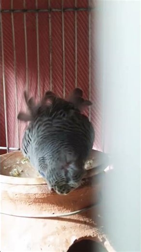 allhumdullillah #love #song #sad #music #explore #birds #likee #funny #music #lyrics #foryou