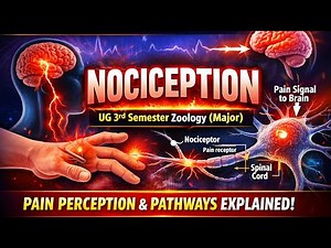 Nociception in Humans | Pain Receptors & Neural Pathway | Zoology Major | NEP| UG 3RD SEMESTER