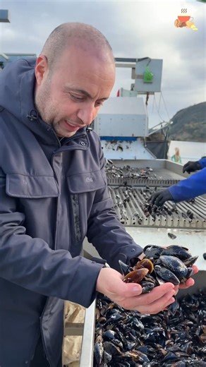 Shell Cleaning Machine