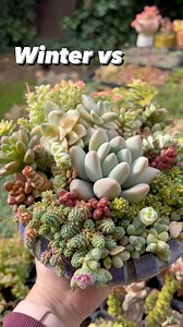 This is why succulents often look better in winter than summer.In winter, most are actively growing, they’re compact, chubby, and full of colour. But in summer, especially if they can’t handle full sun, I move them to more protected spots. That lower light can cause them to stretch out and lose their shape. Same pot, same plants, just a big seasonal difference. | Kathssuccs