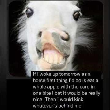 Random Meme Comp #65 #memes #funny #random