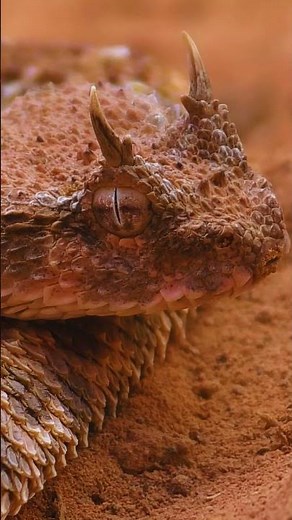 La víbora con cuernos… ¿Sabías que existe? 🐍✨