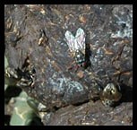 Blow Fly - Livestock Veterinary Entomology