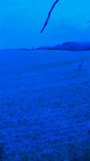 10-Point Buck with a Recurve｜Bear Super Kodiak