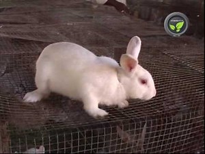 Rabbit Farming