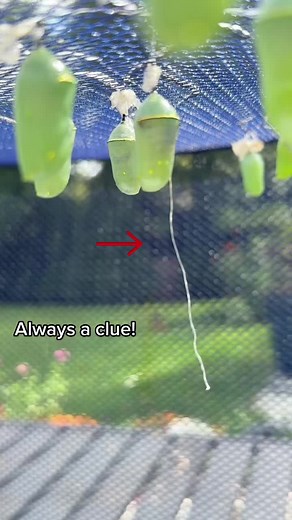 Telltale Signs of a Monarch Butterfly Chrysalis Infestation