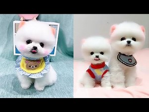 Mini Pomeranian 😍🐶 Pomeranian The Cutest Dogs #5