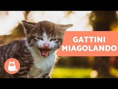 I migliori MIAGOLII di GATTINI🐱 Gatti che miagolano forte!