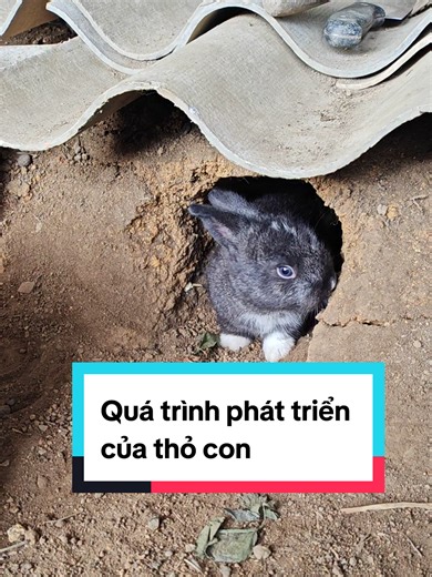 Quá trình phát triển của thỏ con: nuôi thỏ vườn khỏe mạnh