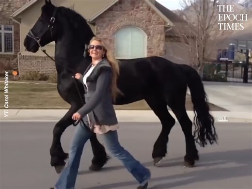 98K views · 457 reactions | What a gorgeous Friesian Stallion!  Credit: Carol Whitaker - www.facebook.com/ApolloFriesianStallion ; https://www.youtube.com/user/livfitfitness | Bright | Facebook
