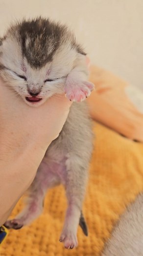 4.5K views · 225 reactions | Meowing of a small Scottish Fold kitten #scottishfold #meowing #meow #kitten | Cat Chloe & kittens | Facebook