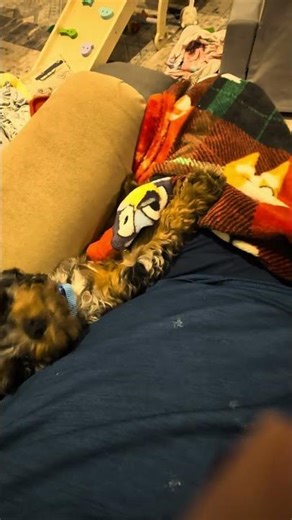 Cute Cavapoo Puppy & Dogs Morning Cuddle Puddle (Link, Loki & Luna)