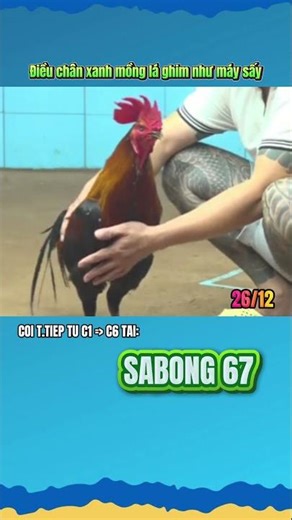 Điều chân xanh mồng lá ghim như máy sấy #toiyeudongvat #dagathomo #sabong67 #baosting #c6 #c2 #c3