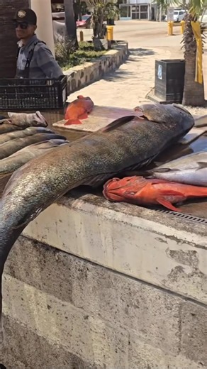 🎣 White Seabass & Yellowtail on K&M Sportfishing in San Quintín Baja! 🔥