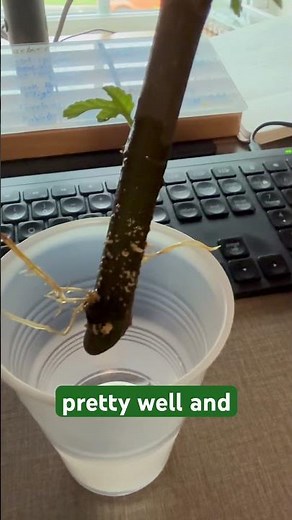 Fig tree cutting propagation in water, summer 2025 #gardening #propagation #figtree #plants