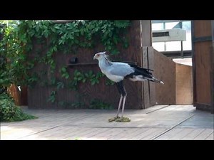 Secretary Bird (ヘビクイワシ） 得意の強烈なキックでヘビをも・・