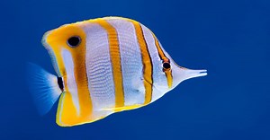 Butterfly Fish