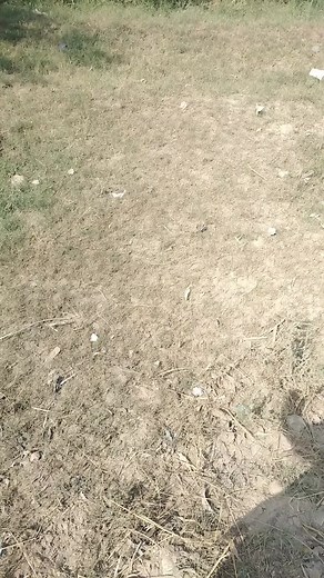 Exploring the Beauty of a Cornfield in Full Growth