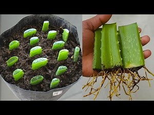 How to propagate aloe vera tree from leaf cuttings