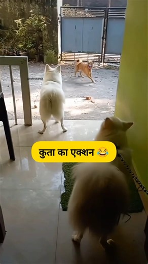 कुता का एक्शन #thetharpuns #shilpisaroja #funny #comedy