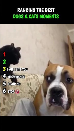 WE LOVE THEM BOTH|SUBSCRIBE FOR MORE|#funny #animal