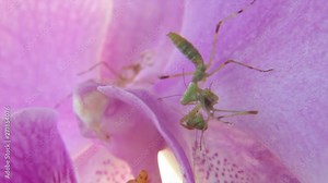 Nymph of mantis cannibal on pink orchid flower. cannibalism is normal in insect macro world