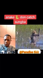 Mr Paradise on TikTok