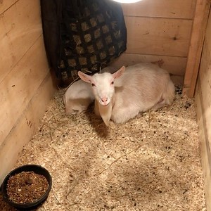 55 reactions · 3 comments | All is calm in the barn...well except for Aslan. | Guardians Farm | Facebook