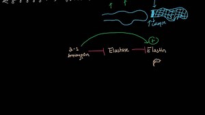 Emphysema pathophysiology