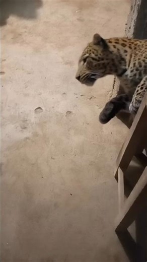 leopard leap🐯😨#tutorial #lion #babifreitas #animals #udaaneffects