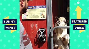 TRY NOT TO LAUGH - Cute Funny Animals Compilation | Funny Vines September 2018