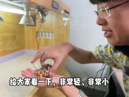 宁波野生动物园首次成功繁殖安哥洛卡陆龟Astrochelys yniphora！是国家一级保护动物，取名“洛洛” 2021－07－14