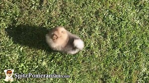 150K views · 951 reactions | https://Spitzpomeranian.com | SpitzPomeranian | Facebook