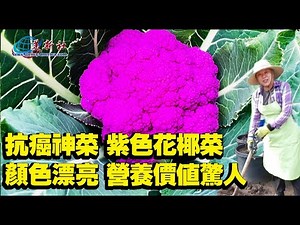 Purple cauliflower, beautiful color and amazing nutritional value